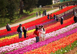 Kashmir Tulip Festval