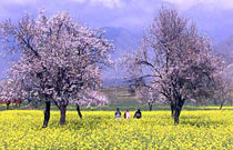 Katra Patnitop Srinagar Gulmarg Pahalgam Sonmarg Udhampur Tour